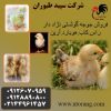 فروش جوجه مرغ گوشتی و پخش جوجه گوشتی – طیور – طیور