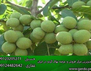 فروش و عرضه انواع نهال گردو