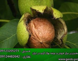 عرضه انواع نهال گردو (www.gerdo.pro)