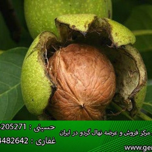 عرضه انواع نهال گردو (www.gerdo.pro)