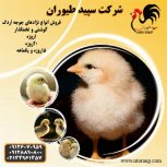 فروش جوجه مرغ گوشتی و پخش جوجه گوشتی – طیور – طیور