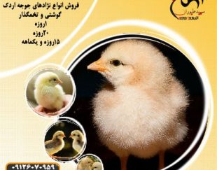 فروش جوجه مرغ گوشتی و پخش جوجه گوشتی – طیور – طیور