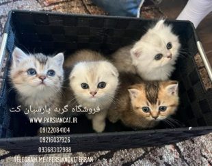 خریدبچه گربه ارزان|قیمت گربه ارزان|قیمت گربه فنجانی دیوار|قیمت گربه دیوار|قیمت گربه اسکاتیش|قیمت گربه بریتیش