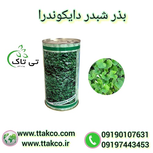 قیمت و خرید بذر شبدر زینتی دایکوندرا (ایتالیایی)