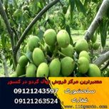 فروش و عرضه انواع نهال گردو (www.118gerdo.com)