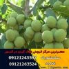 فروش و عرضه انواع نهال گردو(www.gerdo.win)