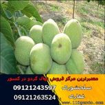 انواع نهال گردو چندلر-فرنور-اسرائیلی-زودبازده و دیرگل و غیره