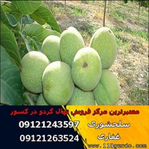 انواع نهال گردو چندلر-فرنور-اسرائیلی-زودبازده و دیرگل و غیره