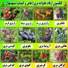 فروش ارقام مختلف نهال میوه و انگور